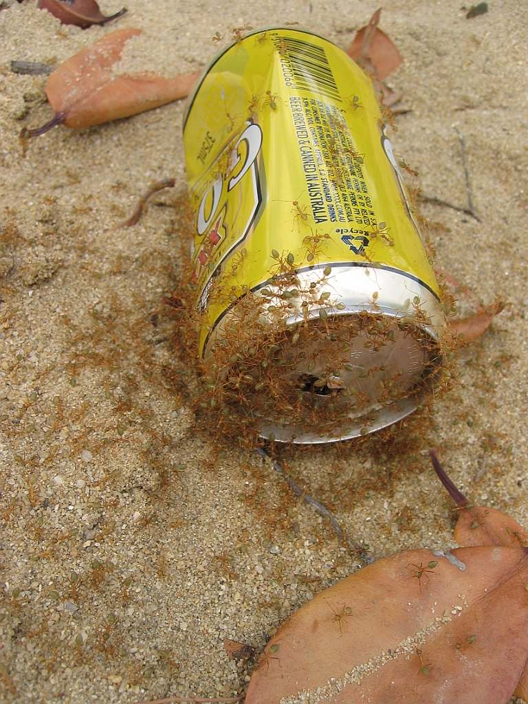 160 Machans Beach.jpg